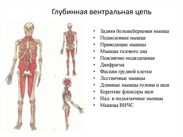 Глубинная миофасциальная линия Томас Майерс