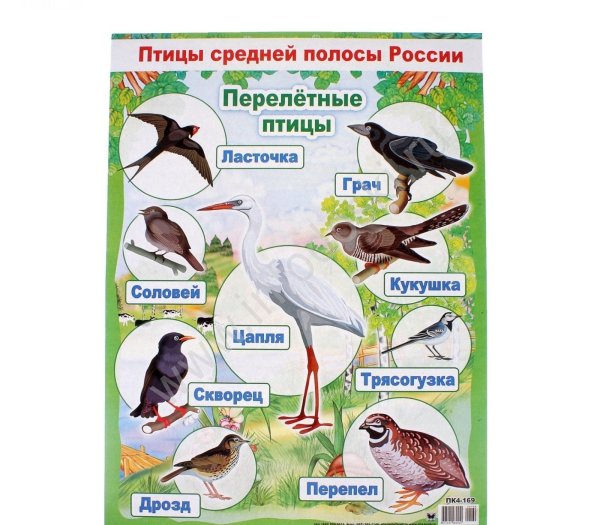 Перелетные птицы