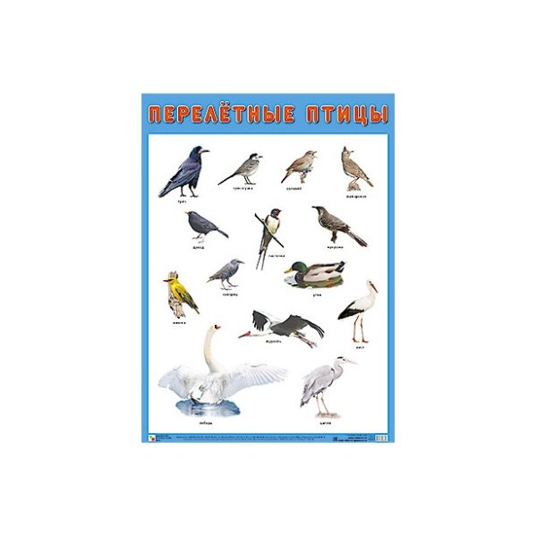 Плакат мозаика-Синтез перелетные птицы