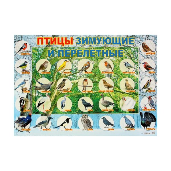 Плакат. Перелетные птицы.