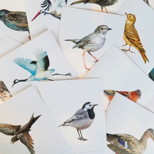 Мелкие перелетные птицы