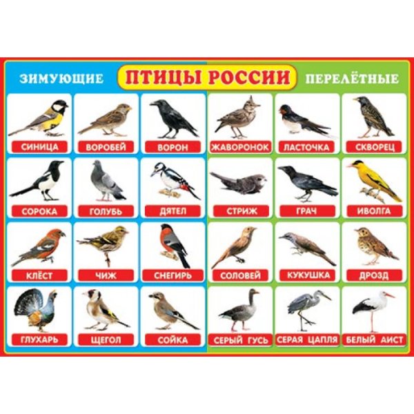 Зимующие птицы и перелетные птицы с названиями