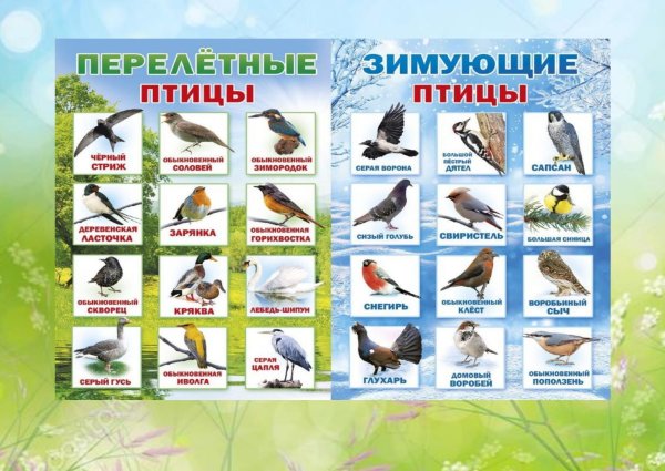 Зимующие и перелетные птицы для дошкольников