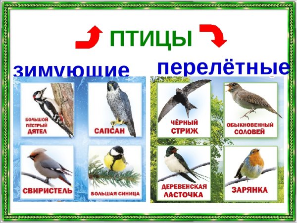 Перелетные и зимующие птицы Омской области
