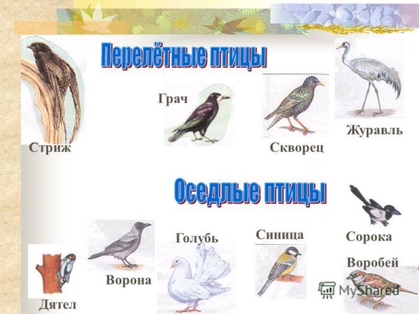Перелетные и оседлые птицы