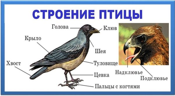 Строение перелетных птиц