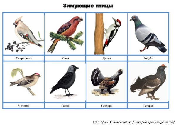 Лото зимующие птицы для детей