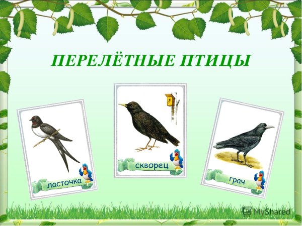 Перелтные птица для детскогосада