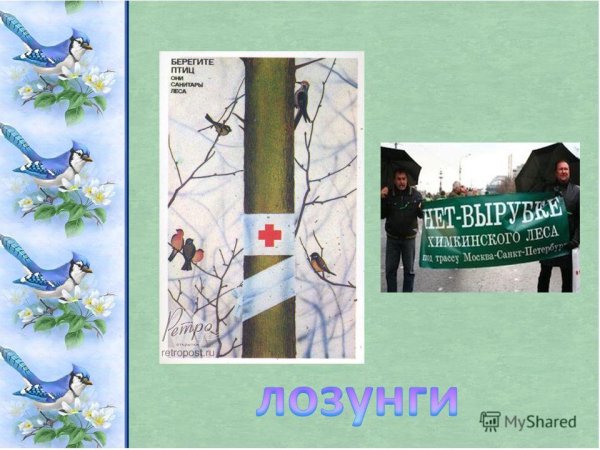 Плакат берегите птиц