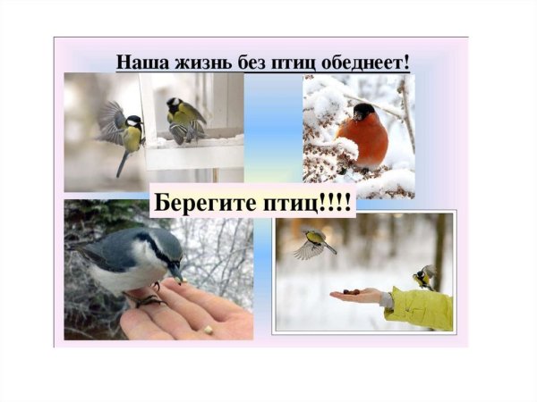 Т Евдошенко берегите птиц