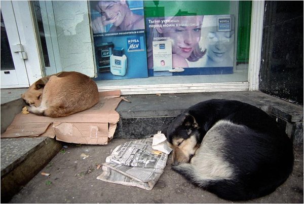 А.П.Чехова "тоска"