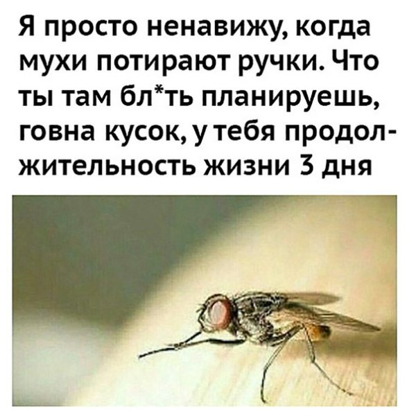 Надпись Муха