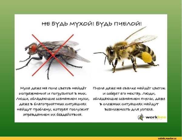 Два взгляда на мир Муха и пчела