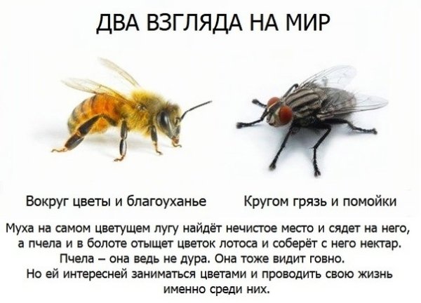 Муха и пчела