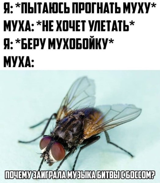 Шутки про мух