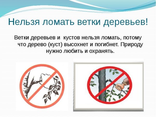 Почему нельзя ломать ветки деревьев