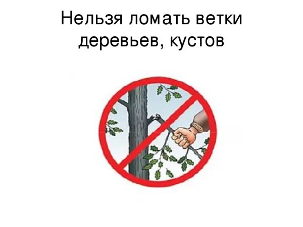 Нельзя ломать ветви деревьев и кустарников