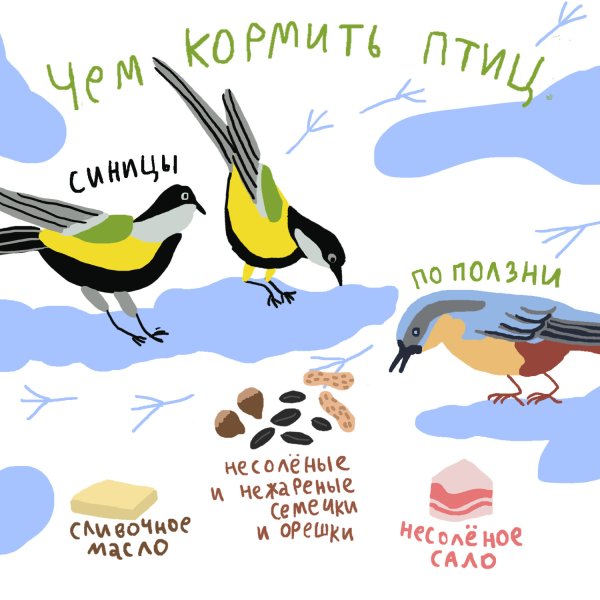 Чем кормить птиц