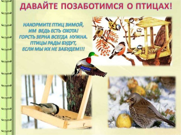 Экологическая акция Покормите птиц зимой в детском саду