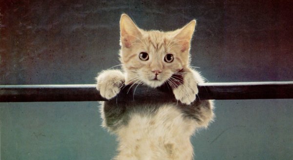 Держись котенок