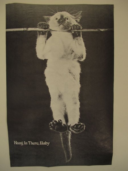 Плакат с котиком держись