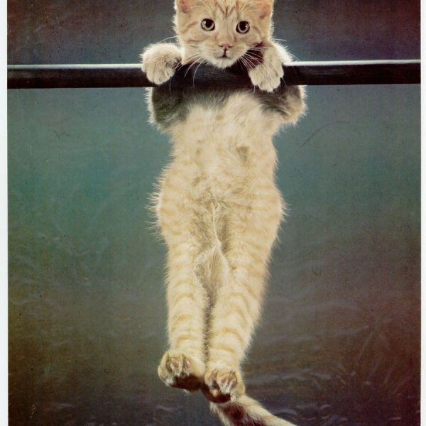 Плакат с котиком держись