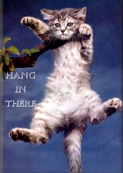 Плакат с котиком держись