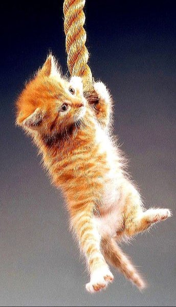 Рыжий котёнок