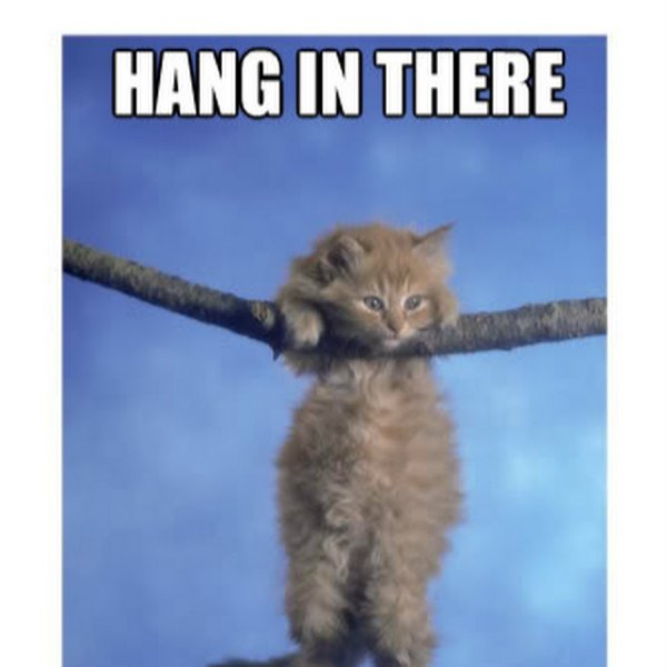 Плакат с котиком держись