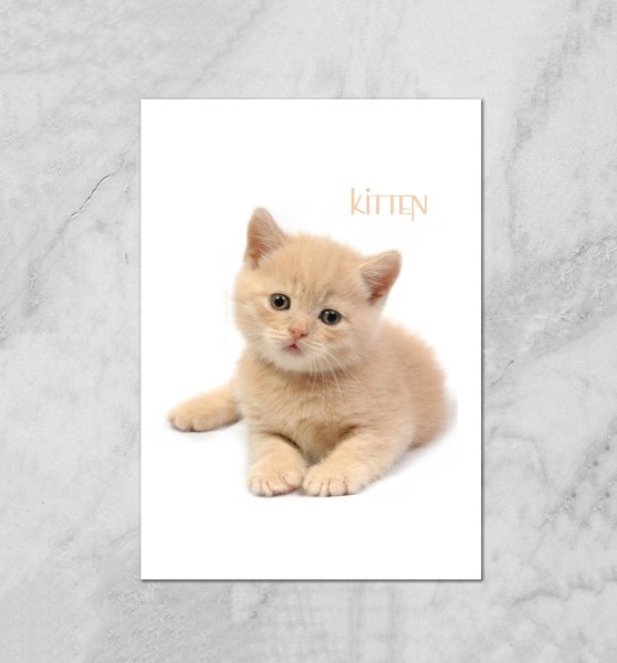 Печать плакат с котиками