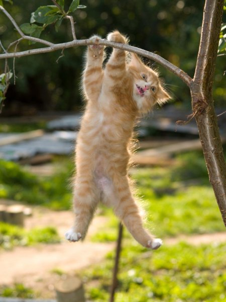 Кот держись