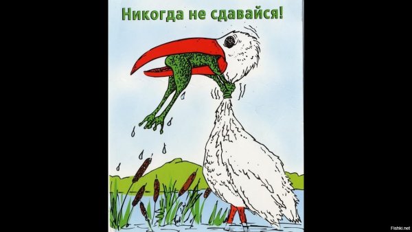 Никогда не сдавайся лягушка и цапля