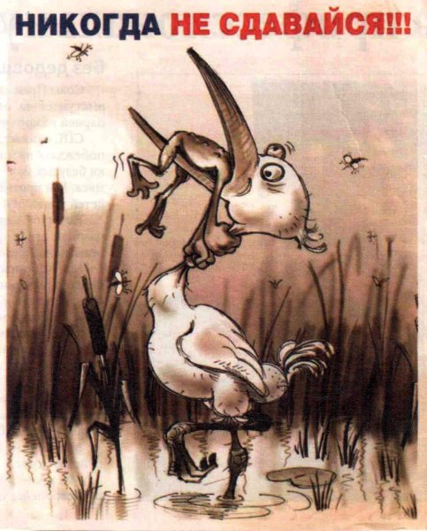 Никогда не сдавайся!