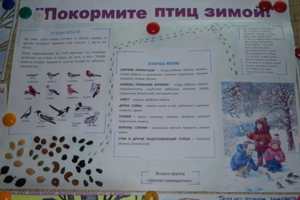 Покормите птиц зимой