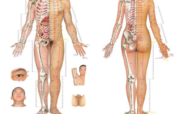 Китайская медицина меридианы и биологически активные точки