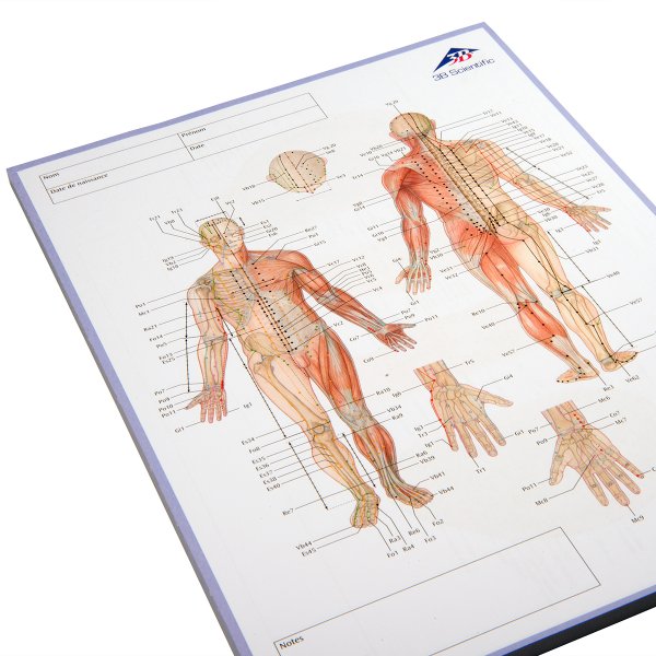 Схема 12 меридианов акупунктуры