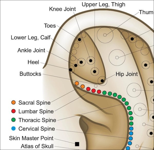 Auriculotherapy Ear Acupuncture European diagram