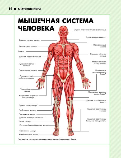 Мышечная система человека схема для массажа