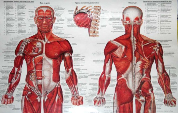 Мышечная система атлас