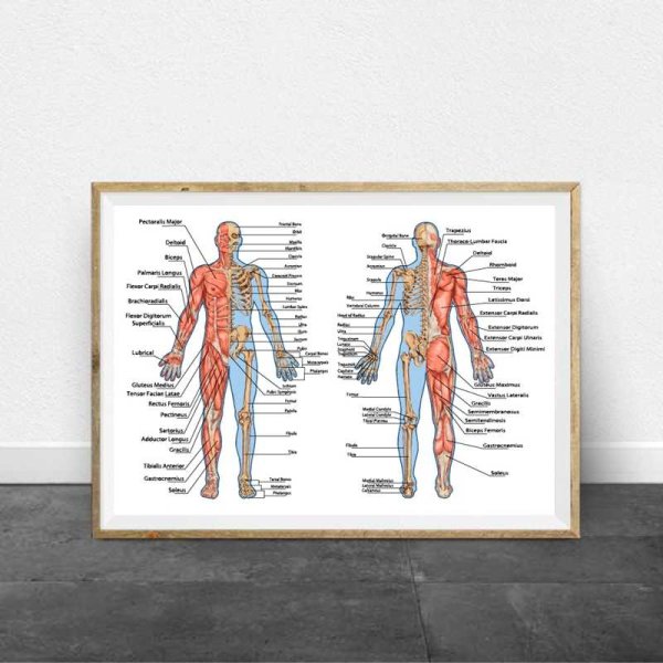 Медицинские плакаты мышцы