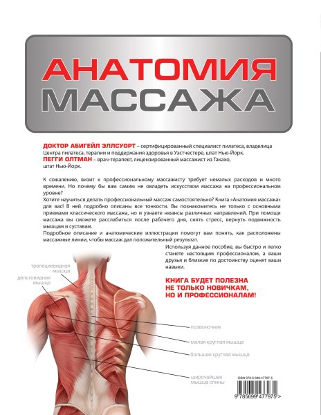 Мышечный корсет человека анатомический атлас