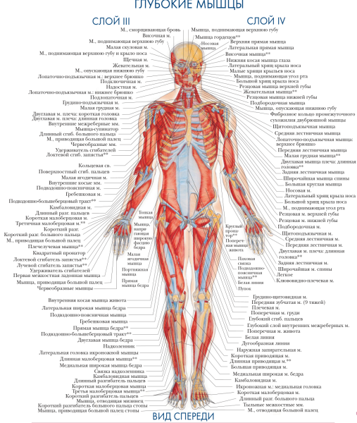 Строение мышц спины для массажа