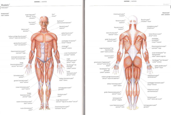 Строение человека скелет кожа мышцы