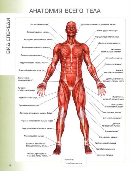 Плакаты по анатомии человека
