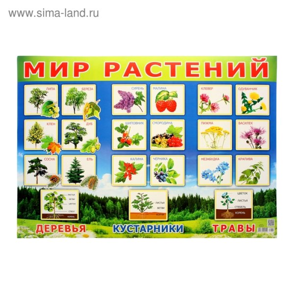 Растения для дошкольников