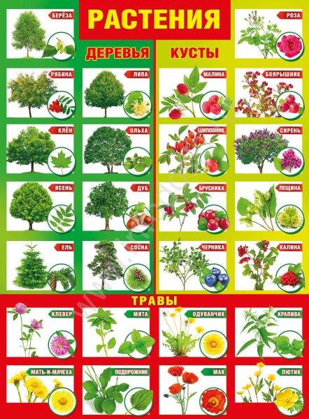 Плакат мир растений