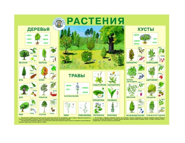 Растения. Плакат