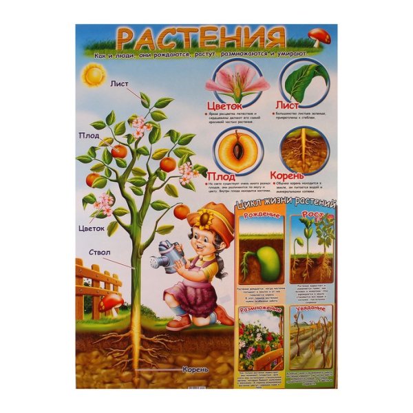 Плакат травянистые растения