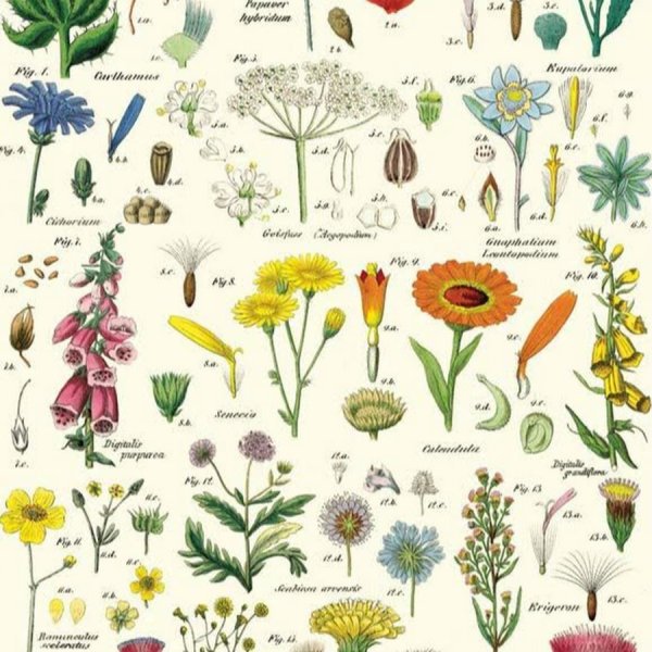 Растения. Плакат