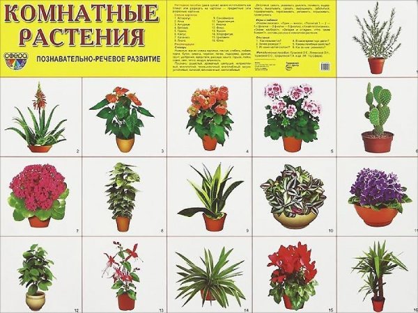 Комнатные цветы плакат